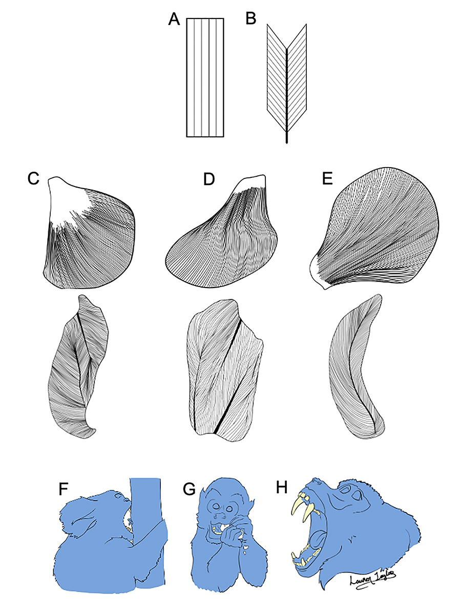 Top: Skeletal muscle fibers may be oriented in parallel (A) or at an angle (B) relative to the axis of force generation. For muscles of comparable volume, parallel-fibered muscles pack in fewer, but longer fibers, making them well-suited for producing large excursions, whereas pinnate-fibered muscles pack in shorter, but more fibers, and thus are designed for producing large muscle forces. Middle: The masseter (C) and medial pterygoid (D) are multipinnate (i.e., fibers oriented in multiple directions), whereas the temporalis (E) is bipinnate (i.e., fibers oriented in two directions). Upper row represents whole muscles, lower row represents corresponding muscles in cross-section. All are left-sided muscles. Bottom: Fiber length and orientation have significant functional implications for muscle stretch/gape and muscle and bite force related to feeding (F, G) and for gape behaviors unrelated to feeding such as wide-mouth display (H). 