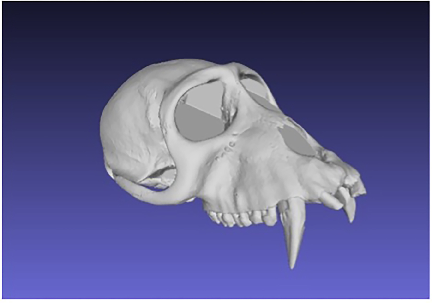 A surface file (.ply) of a sooty mangabey skull.