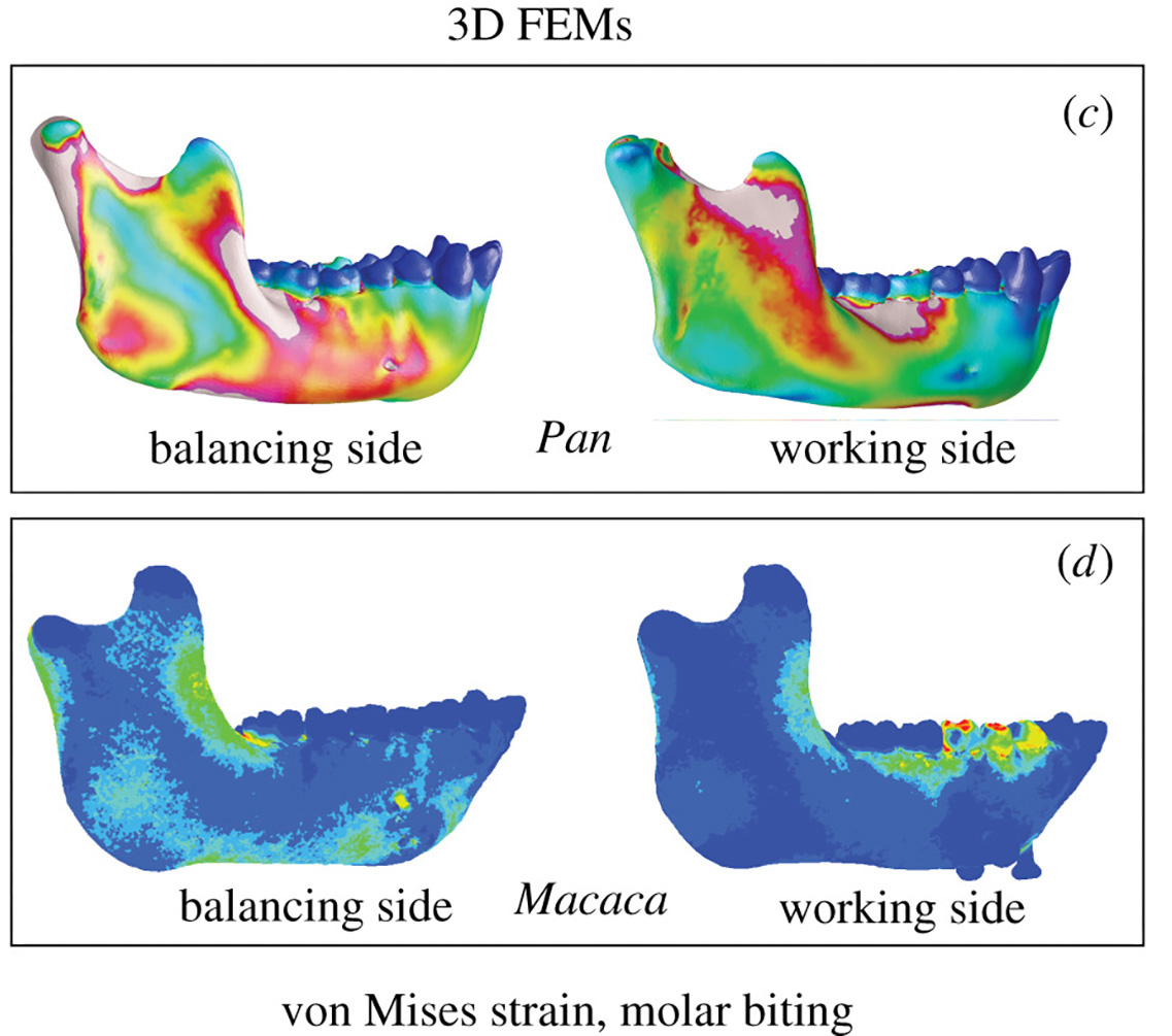 A surface file (.ply) of a sooty mangabey skull.