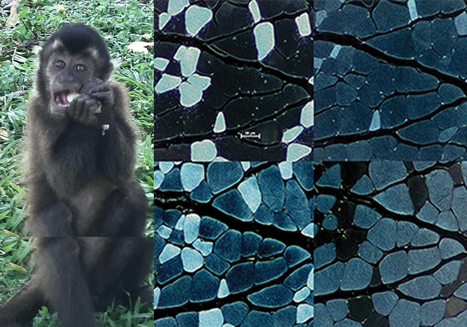 Monkey next to negative photos of serial sections of the myosin heavy chain profile of a monkey chewing muscle