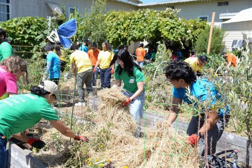 Students work together in a garden to improve it.